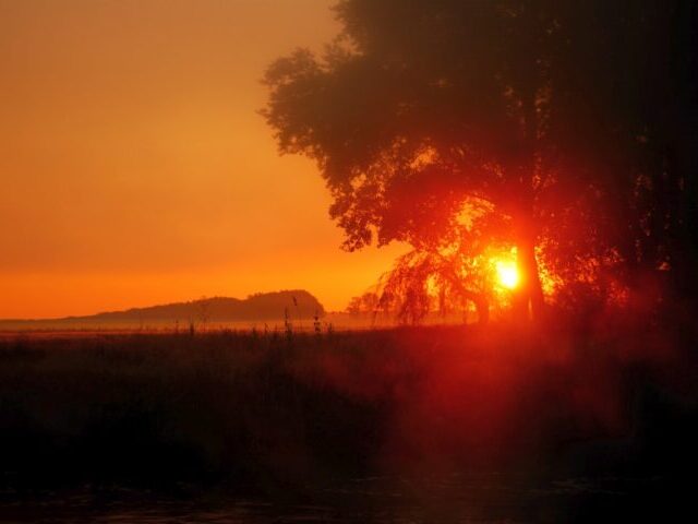 Silhouette of tree